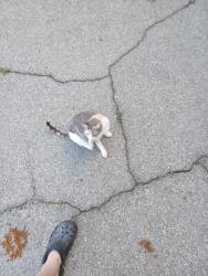 Found/Stray Female Cat last seen Wilmington/imperial, Los Angeles, CA 90059