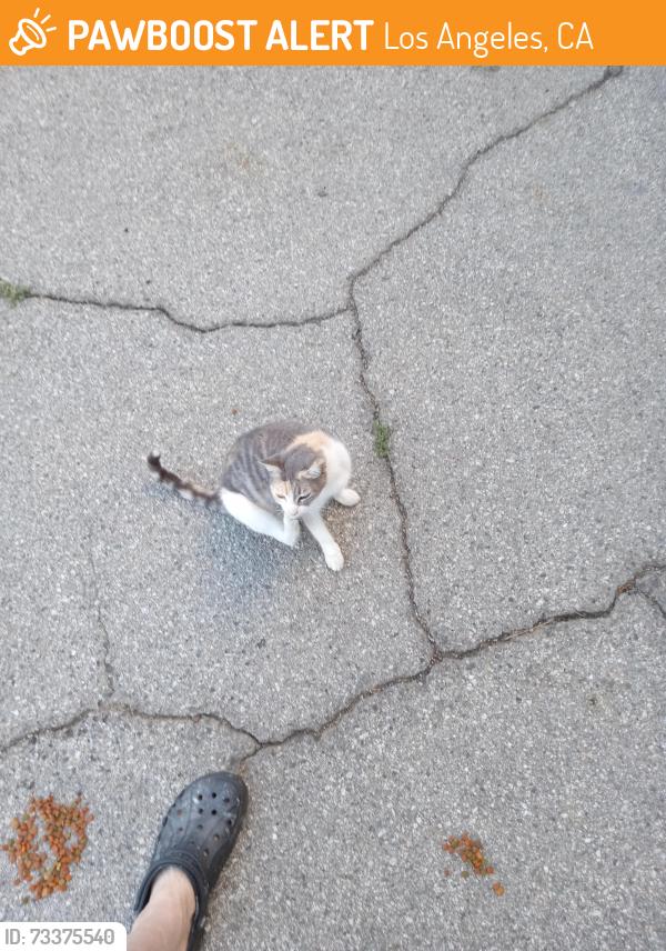 Found/Stray Female Cat last seen Wilmington/imperial, Los Angeles, CA 90059