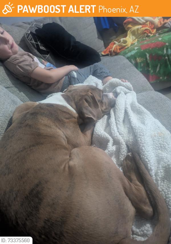 Found/Stray Male Dog last seen Hidden cove apmts, Phoenix, AZ 85027