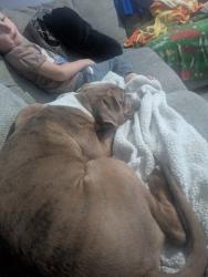 Found/Stray Male Dog last seen Hidden cove apmts, Phoenix, AZ 85027