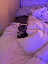 Lost Male Cat last seen 29th and DEKUM, Portland, OR 97211