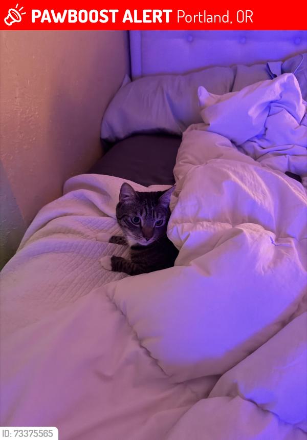 Lost Male Cat last seen 29th and DEKUM, Portland, OR 97211
