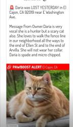 Reunited Female Cat last seen E Washington Ave., El Cajon, CA 92019