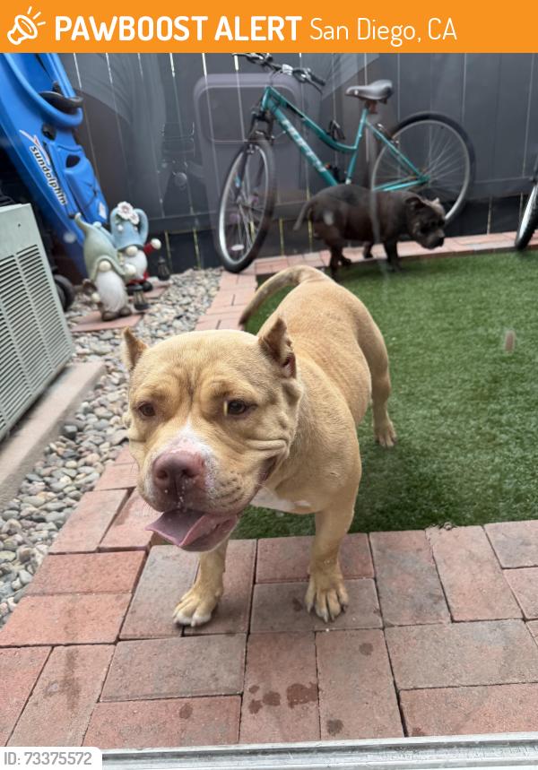 Found/Stray Male Dog last seen Kearny villa road, San Diego, CA 92124