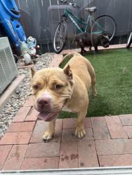 Found/Stray Male Dog last seen Kearny villa road, San Diego, CA 92124