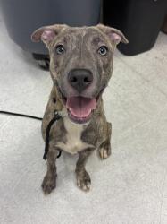 Shelter Stray Female Dog last seen , 11361 W Pico Blvd, Los Angeles, CA 90064, USA