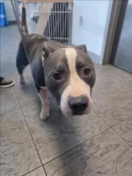 Shelter Stray Male Dog last seen , 11361 W Pico Blvd, Los Angeles, CA 90064, USA