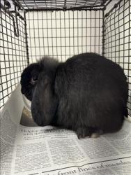 Shelter Stray Female Other last seen , 11361 W Pico Blvd, Los Angeles, CA 90064, USA