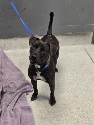 Shelter Stray Female Dog last seen Near BLOCK S LIPONA RD, 1125 Easterwood Dr, Tallahassee, FL 32311, USA