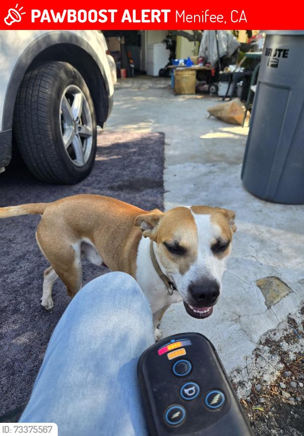 Lost Male Dog last seen Coyote cir and goetz road quail valley, Menifee, CA 92587
