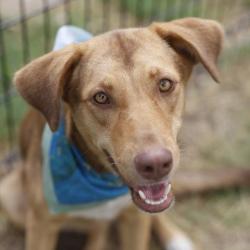 Shelter Stray Female Dog last seen Near BLOCK SW 39TH, 4710 TX-151, San Antonio, TX 78227, USA