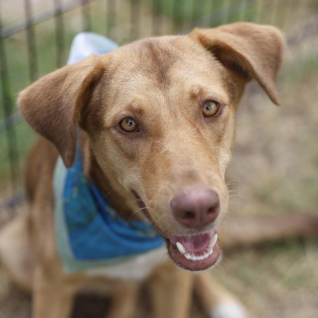 Shelter Stray Female Dog last seen Near BLOCK SW 39TH, 4710 TX-151, San Antonio, TX 78227, USA