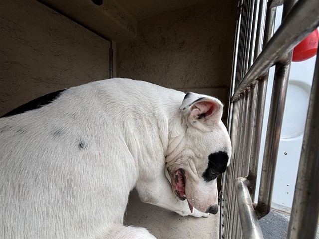 Shelter Stray Male Dog last seen Near BLOCK S I-35 SERVICE RD, OKLAHOMA CITY OK 73129, 2811 SE 29th St, Oklahoma City, OK 73129, USA