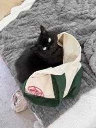 Reunited Female Cat last seen 30th st and cedar st, San Diego, CA 92102