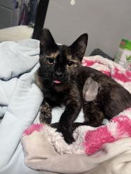 Lost Female Cat last seen Near 12th street, Westminster, CA 92683