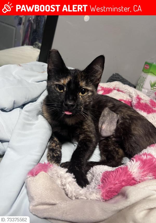 Lost Female Cat last seen Near 12th street, Westminster, CA 92683