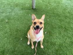 Shelter Stray Female Dog last seen , 1850 W 60th St, Los Angeles, CA 90047, USA