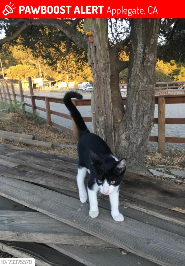 Lost Female Cat last seen A Lane at Dundee Court, Applegate, CA 95703