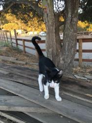 Lost Female Cat last seen A Lane at Dundee Court, Applegate, CA 95703