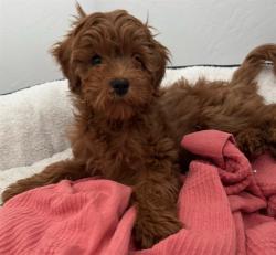 Shelter Stray Female Dog last seen FRONT ST & U ST, 2127 Front St, Sacramento, CA 95818, USA