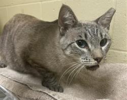 Shelter Stray Female Cat last seen TUMBLEWEED WAY & PONY EXPRESS DR, 2127 Front St, Sacramento, CA 95818, USA