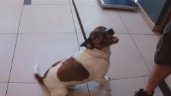 Shelter Stray Male Dog last seen US 301, 19640 Dogpatch Ln, Land O' Lakes, FL 34638, USA