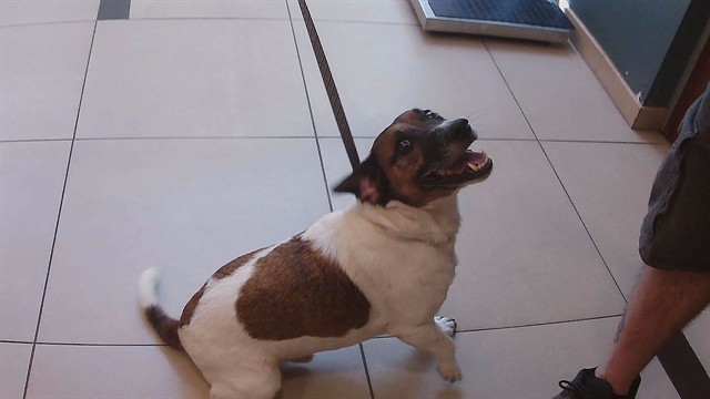 Shelter Stray Male Dog last seen US 301, 19640 Dogpatch Ln, Land O' Lakes, FL 34638, USA