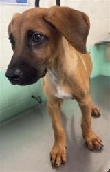 Shelter Stray Male Dog last seen J ST & 2ND, 2127 Front St, Sacramento, CA 95818, USA