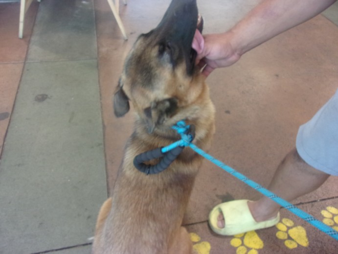 Shelter Stray Female Dog last seen , 14409 Vanowen St, Van Nuys, CA 91405, USA