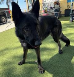 Shelter Stray Male Dog last seen , 4275 Elton St, Baldwin Park, CA 91706, USA