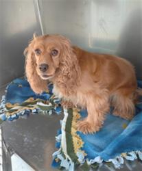 Shelter Stray Female Dog last seen , 4275 Elton St, Baldwin Park, CA 91706, USA