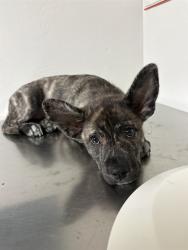 Shelter Stray Male Dog last seen Near BLOCK SCHIPPER ST, ARVIN CA 93203, 3951 Fruitvale Ave, Bakersfield, CA 93308, USA