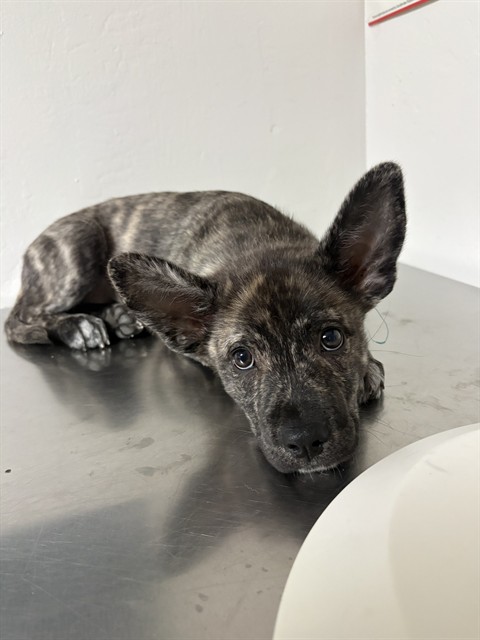 Shelter Stray Male Dog last seen Near BLOCK SCHIPPER ST, ARVIN CA 93203, 3951 Fruitvale Ave, Bakersfield, CA 93308, USA