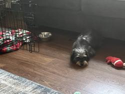 Found/Stray Female Dog last seen Central and Maple, Wichita, KS 67202