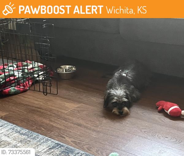 Found/Stray Female Dog last seen Central and Maple, Wichita, KS 67202