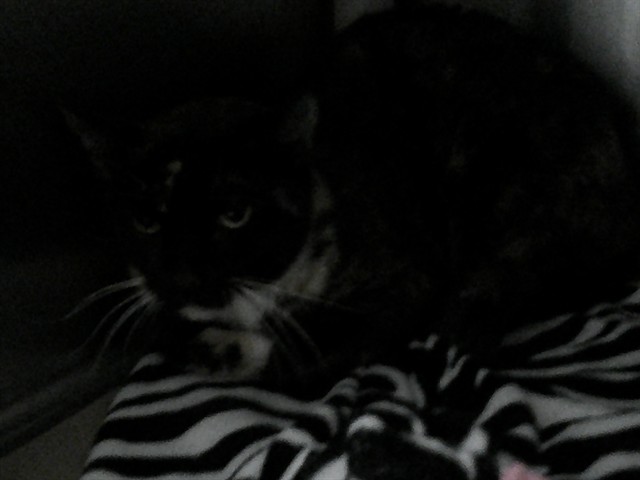 Shelter Stray Unknown Cat last seen , 232 Eslinger Way, Sanford, FL 32773, USA