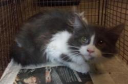 Shelter Stray Male Cat last seen , West Valley Animal Shelter, 20655 Plummer St, Chatsworth, CA 91311, USA