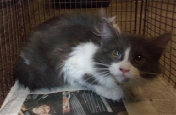 Shelter Stray Male Cat last seen , West Valley Animal Shelter, 20655 Plummer St, Chatsworth, CA 91311, USA