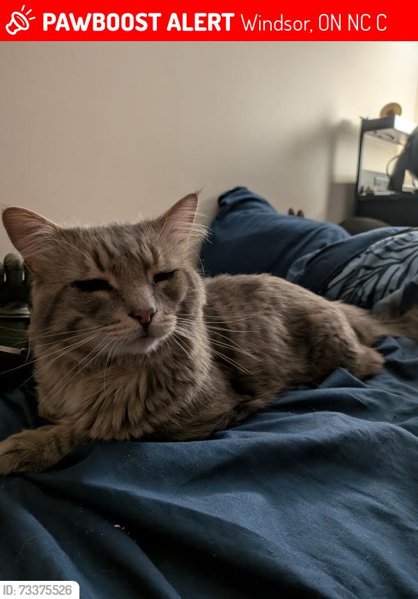 Lost Male Cat last seen Peter st and South st, Windsor, ON N9C 4C1