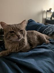 Lost Male Cat last seen Peter st and South st, Windsor, ON N9C 4C1