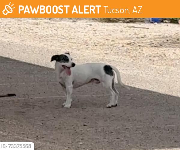 Found/Stray Male Dog last seen Freedom Park, Tucson AZ, Tucson, AZ 85711