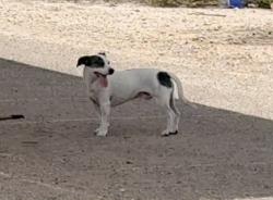 Found/Stray Male Dog last seen Freedom Park, Tucson AZ, Tucson, AZ 85711