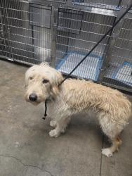 Shelter Stray Female Dog last seen , West Valley Animal Shelter, 20655 Plummer St, Chatsworth, CA 91311, USA