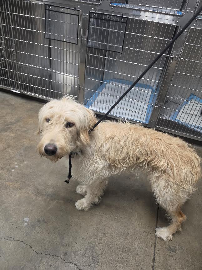 Shelter Stray Female Dog last seen , West Valley Animal Shelter, 20655 Plummer St, Chatsworth, CA 91311, USA