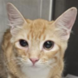Shelter Stray Female Cat last seen , West Valley Animal Shelter, 20655 Plummer St, Chatsworth, CA 91311, USA