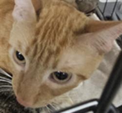 Shelter Stray Male Cat last seen , West Valley Animal Shelter, 20655 Plummer St, Chatsworth, CA 91311, USA