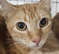 Shelter Stray Male Cat last seen , West Valley Animal Shelter, 20655 Plummer St, Chatsworth, CA 91311, USA