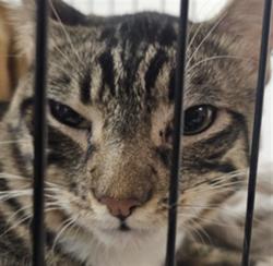 Shelter Stray Male Cat last seen , West Valley Animal Shelter, 20655 Plummer St, Chatsworth, CA 91311, USA
