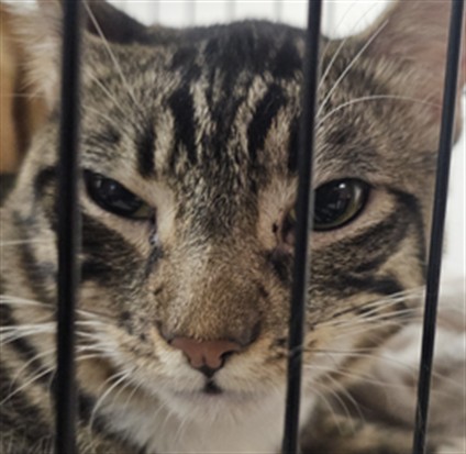 Shelter Stray Male Cat last seen , West Valley Animal Shelter, 20655 Plummer St, Chatsworth, CA 91311, USA