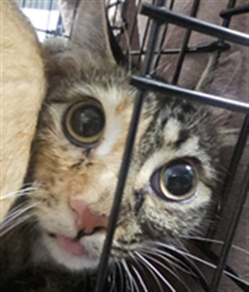 Shelter Stray Female Cat last seen , West Valley Animal Shelter, 20655 Plummer St, Chatsworth, CA 91311, USA